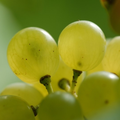Mueller-Thurgau Beeren nah s